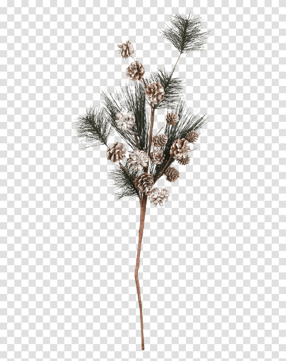Pine Branch Picture Pond Pine, Plant, Tree, Flower, Blossom Transparent Png