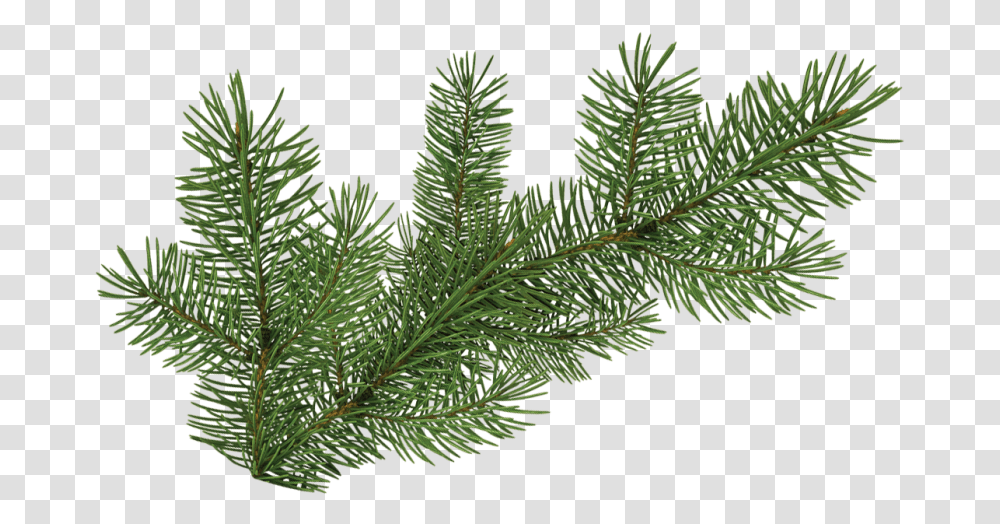 Pine Branch Pine Tree Branch 1400056 Vippng Pine Tree Branch, Leaf, Plant, Green, Conifer Transparent Png