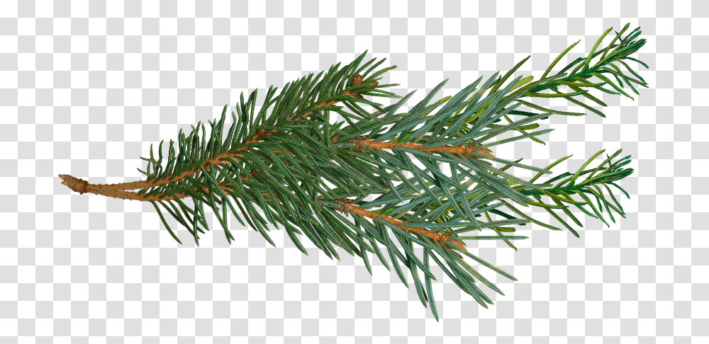 Pine Branch Pine Tree Branch, Plant, Fir, Abies, Conifer Transparent Png