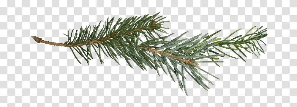 Pine Branch Pine Tree Branch, Plant, Fir, Abies, Spruce Transparent Png