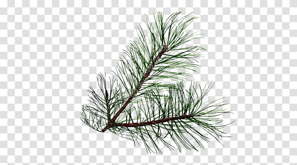 Pine Branch Pine Tree Leaves, Plant, Leaf, Conifer, Snow Transparent Png