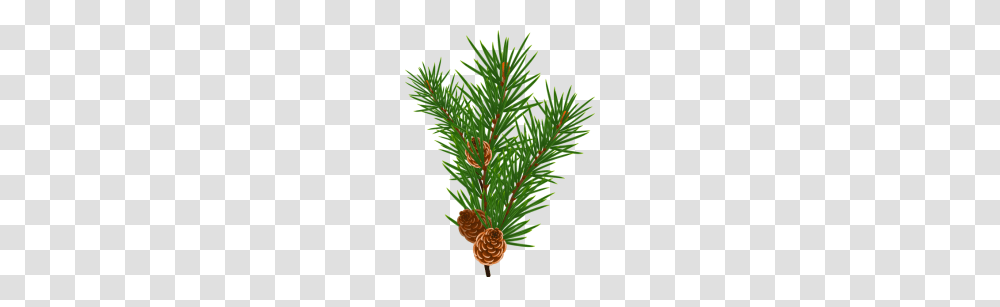 Pine Branch, Plant, Tree, Conifer, Spruce Transparent Png