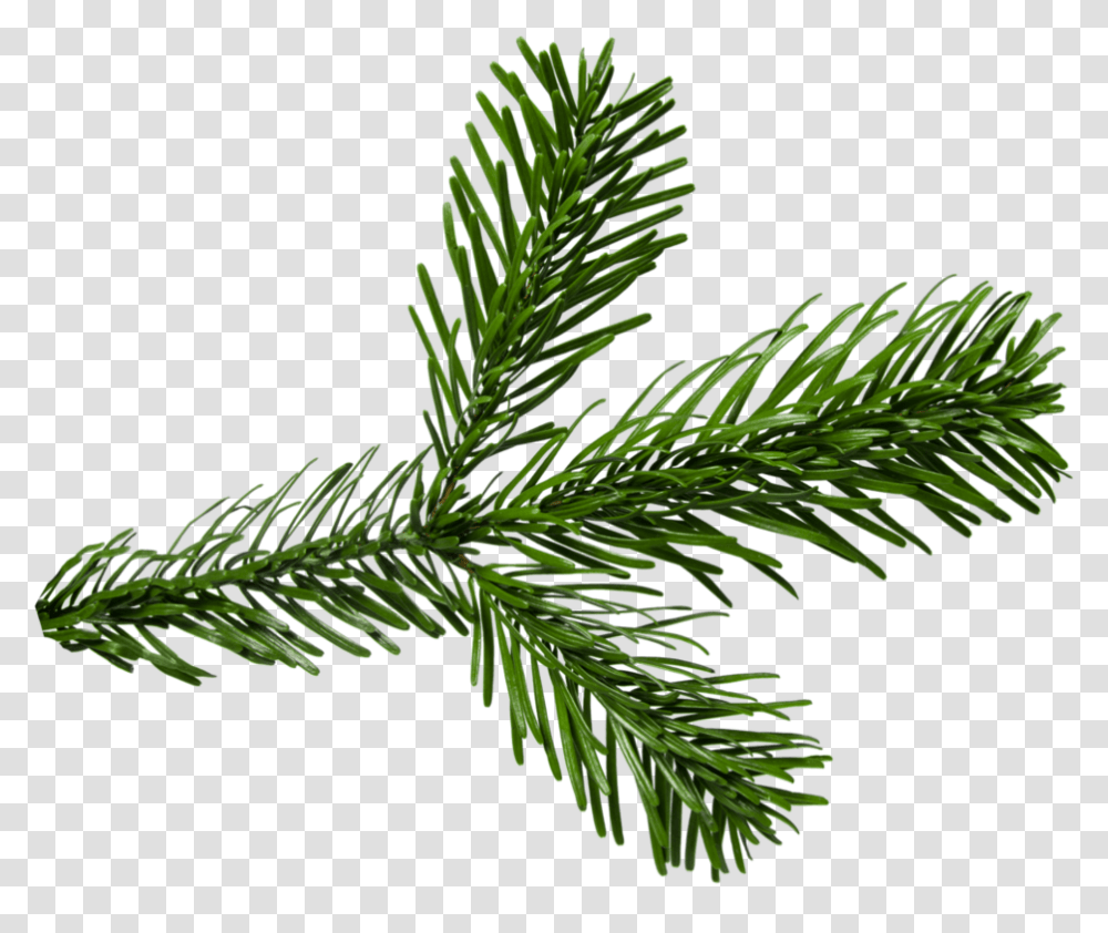 Pine Branch Portable Network Graphics, Plant, Tree, Fir, Abies Transparent Png