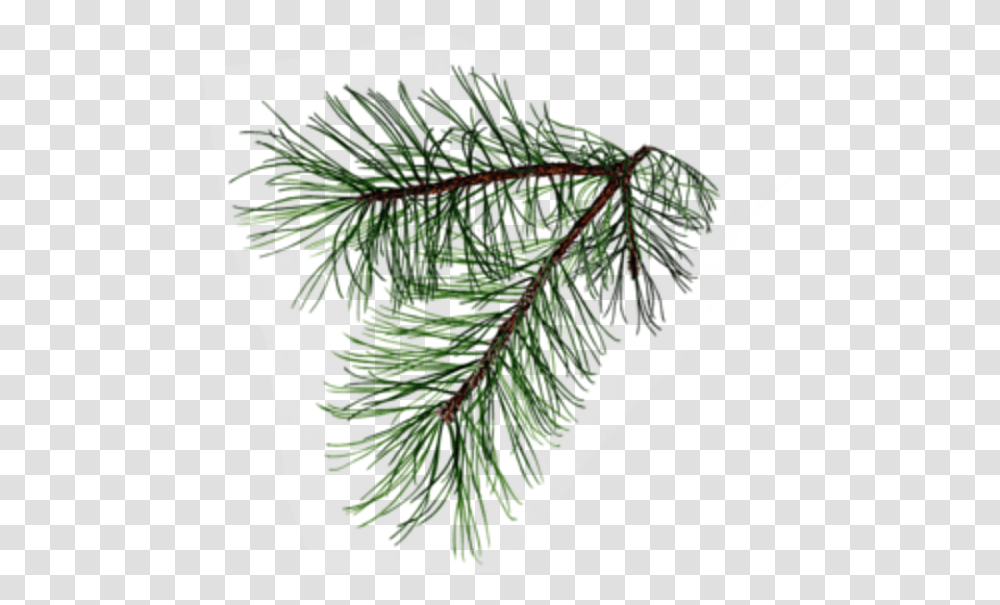 Pine Branch Possibly For My Dedication Tattoo Tree, Plant, Conifer, Fir, Abies Transparent Png