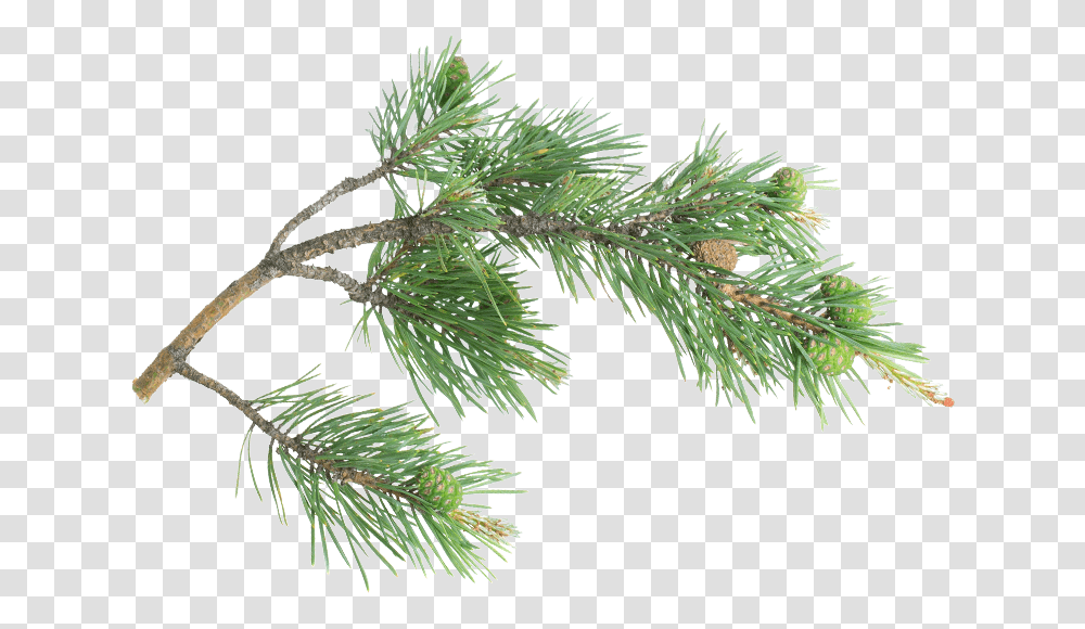 Pine Branch Ramo Abete, Leaf, Plant, Tree, Flower Transparent Png