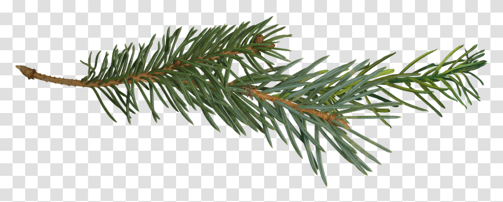 Pine Branch Tree Clip Art Pine Tree Branch, Plant, Fir, Abies, Conifer Transparent Png