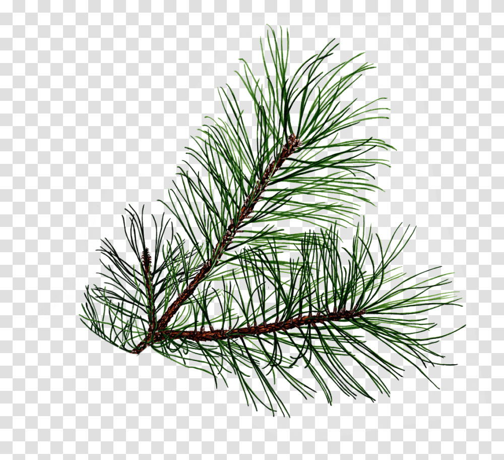 Pine Branch, Tree, Plant, Conifer, Fir Transparent Png