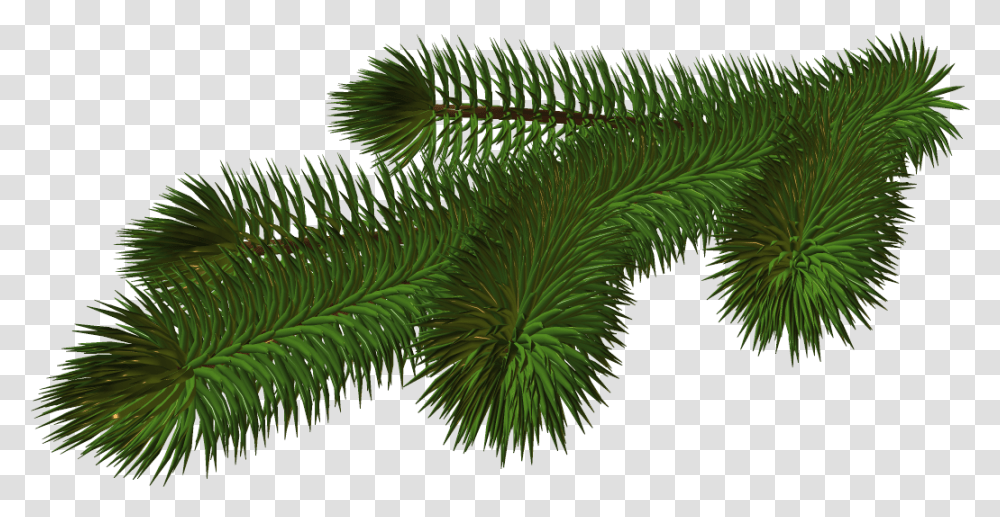 Pine Branch, Tree, Plant, Conifer, Spruce Transparent Png
