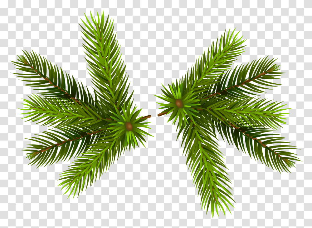 Pine Branches Clip Christmas Pine Background Transparent Png