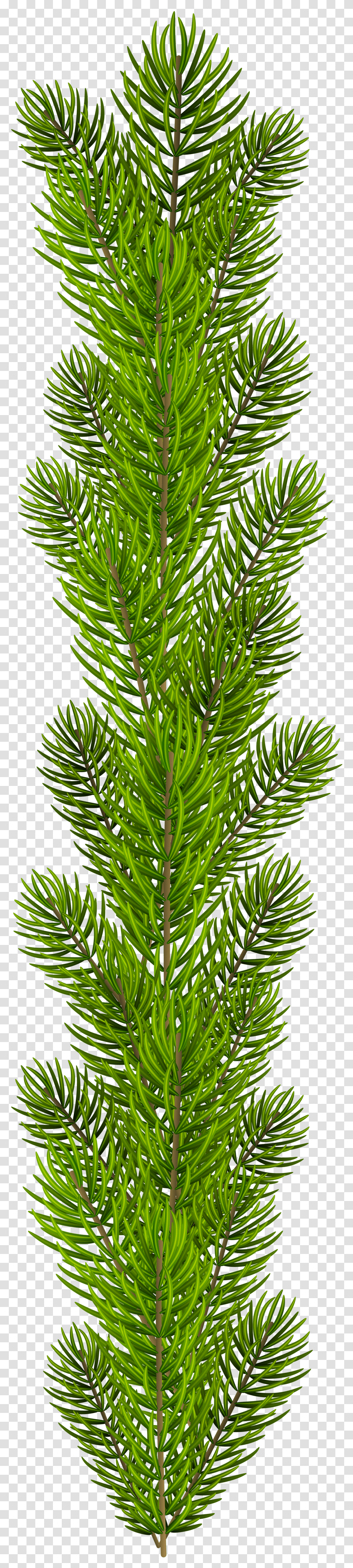 Pine Branches Clipart Pine Tree Branches Transparent Png