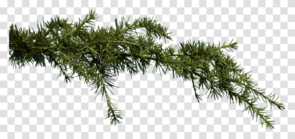 Pine Branches Free Tree Branche, Plant, Conifer, Fir, Abies Transparent Png
