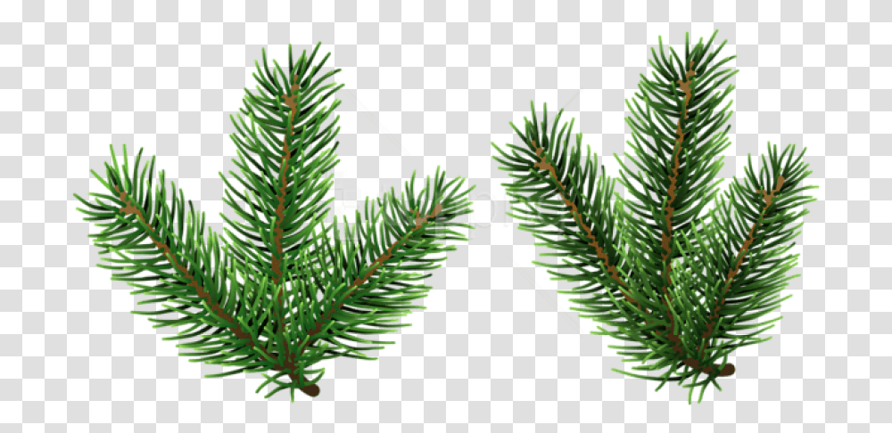 Pine Branches Pine Tree Branch Clipart, Plant, Conifer, Fir, Abies Transparent Png