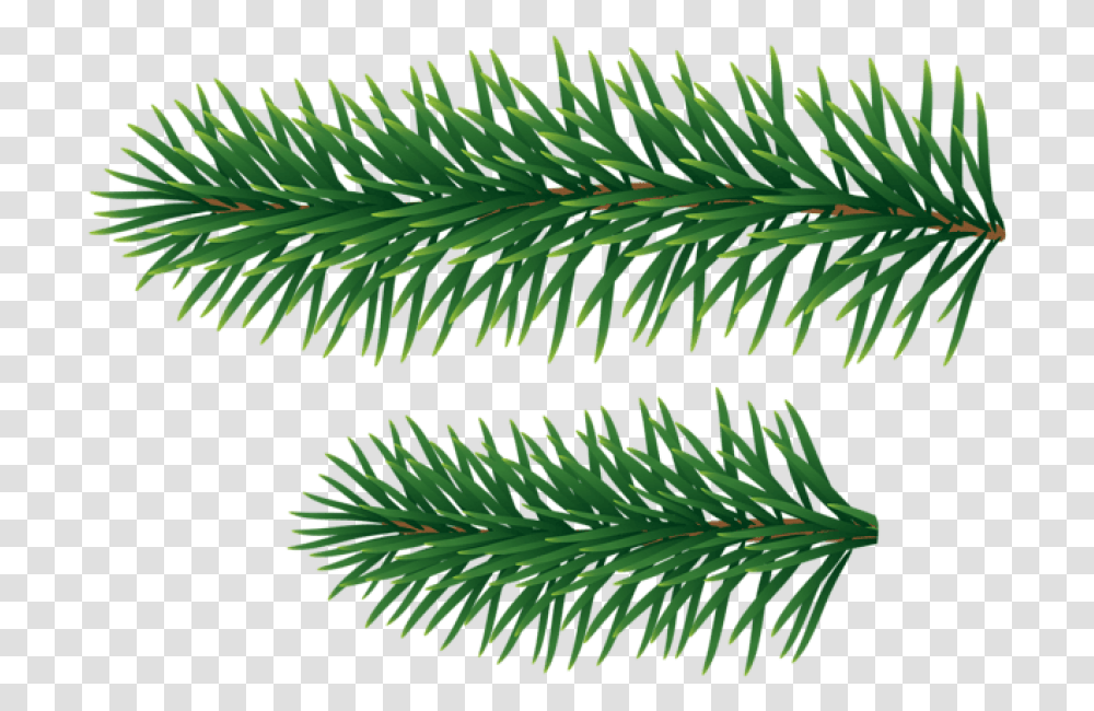 Pine Branches Pine Tree Branches, Plant, Conifer, Fir, Abies Transparent Png
