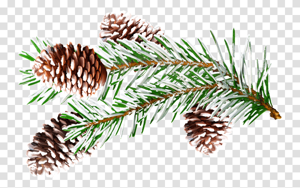 Pine Branches Watercolor Vector Christmas Presentation, Tree, Plant, Spruce, Conifer Transparent Png