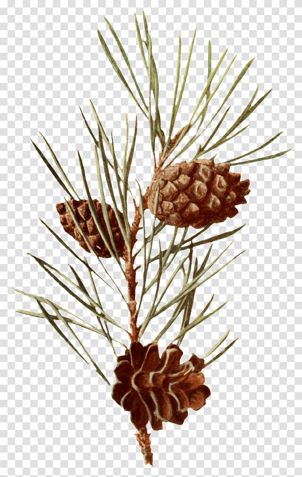 Pine Branches Watercolor Vector Scots Pine Botanical Illustration, Ornament, Nature, Outdoors, Pineapple Transparent Png