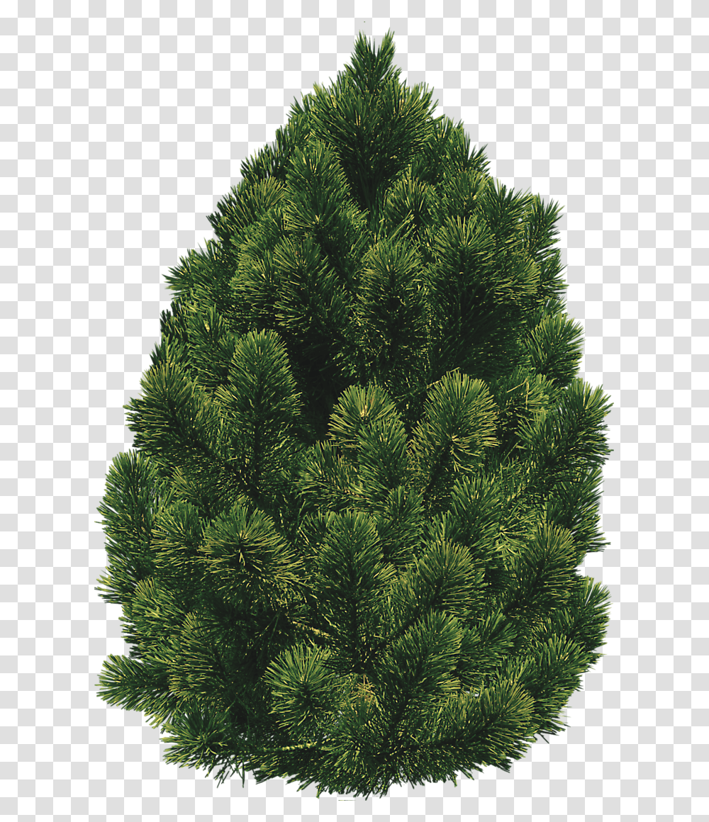 Pine Bush Trees Pinon Pine, Plant, Conifer, Fir, Abies Transparent Png