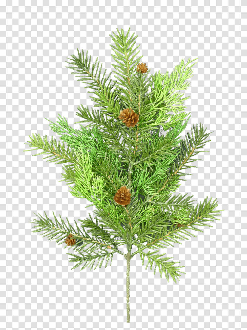 Pine Cedar Amp Pinecone Spray Ferns In French, Tree, Plant, Conifer, Spruce Transparent Png