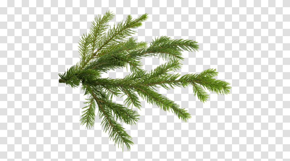 Pine Christmas Tree Branch Pine Tree Branch, Plant, Leaf, Fern, Vegetation Transparent Png