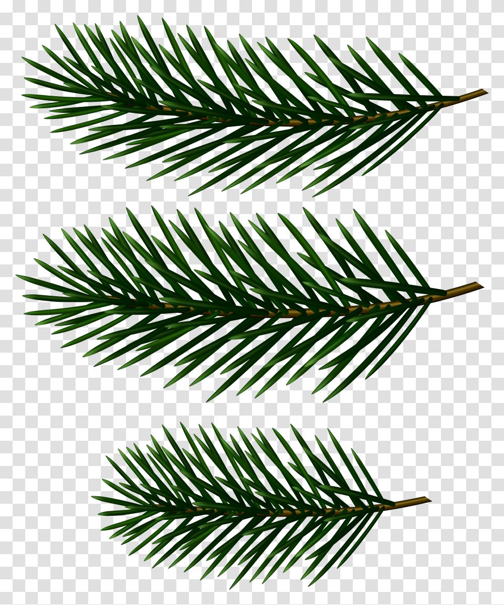 Pine Clipart Pine Tree Branch Clip Art Transparent Png