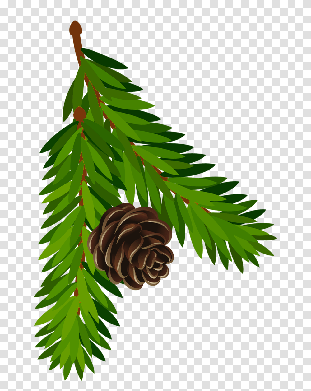 Pine Clipart, Tree, Plant, Conifer, Larch Transparent Png