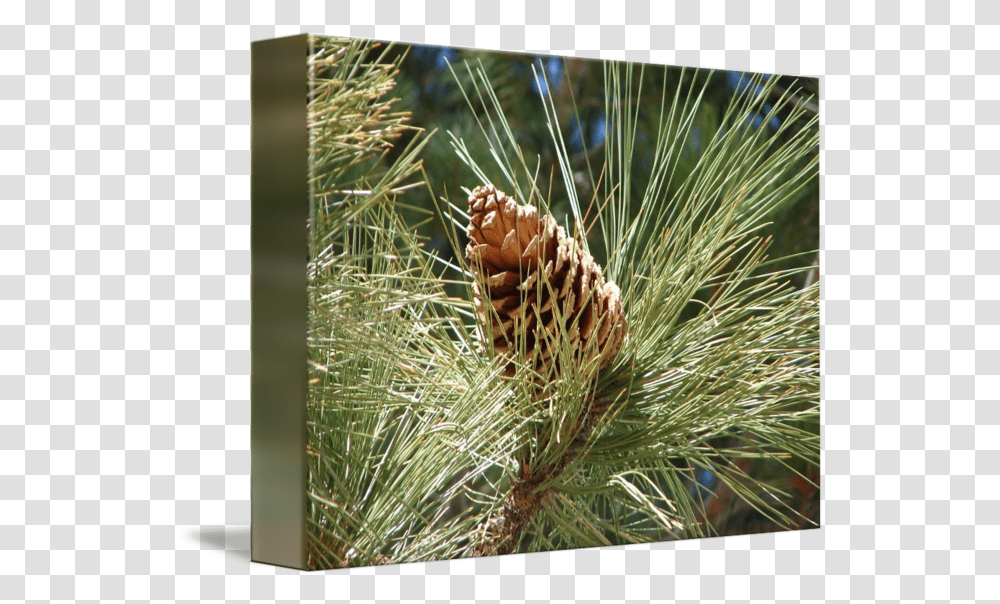 Pine Cone And Tassel By Bob Travis Conifer Cone, Tree, Plant, Larch, Fir Transparent Png