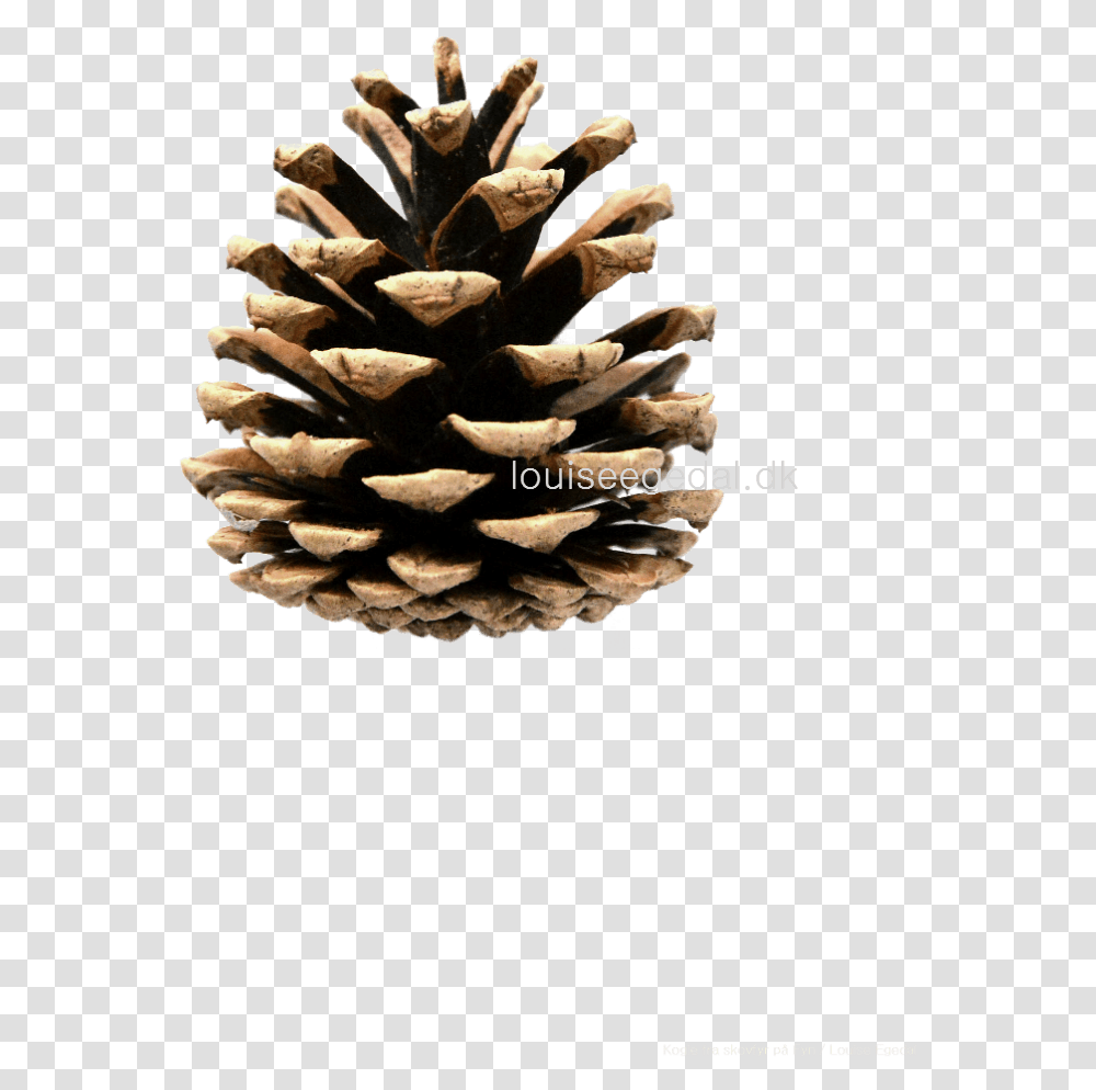 Pine Cone Clip Art Pinecone Clipart, Tree, Plant, Conifer, Grain Transparent Png