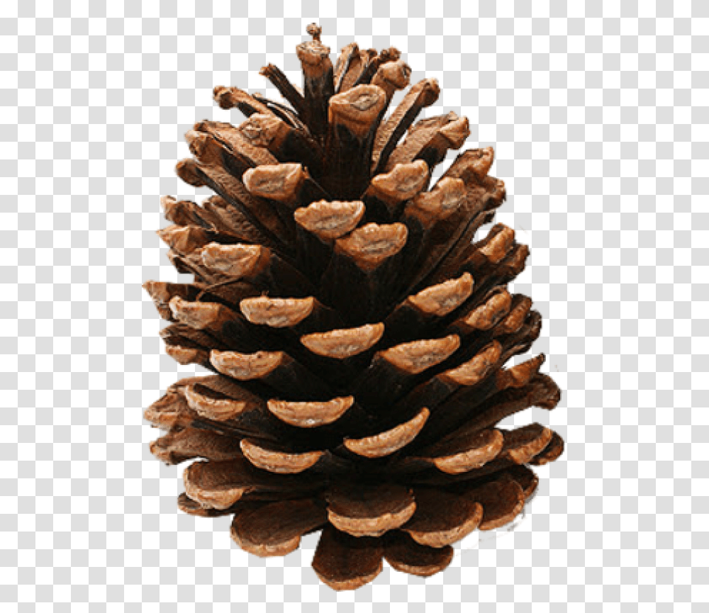 Pine Cone Clipart Image Download Clip Art Pine Cone, Plant, Tree, Conifer, Larch Transparent Png