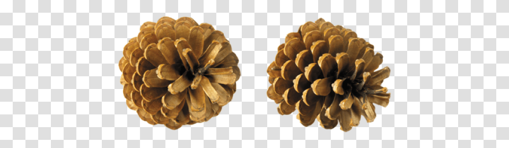 Pine Cone Download Pine Trees Cone, Plant, Food Transparent Png