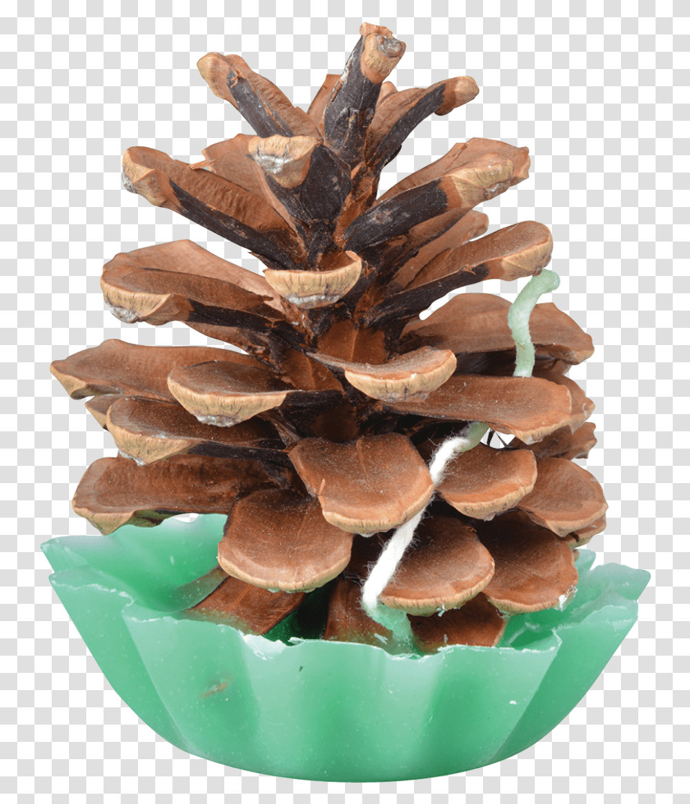 Pine Cone Fire Starters Esschert Design Conifer Cone, Plant, Fungus, Grain, Produce Transparent Png