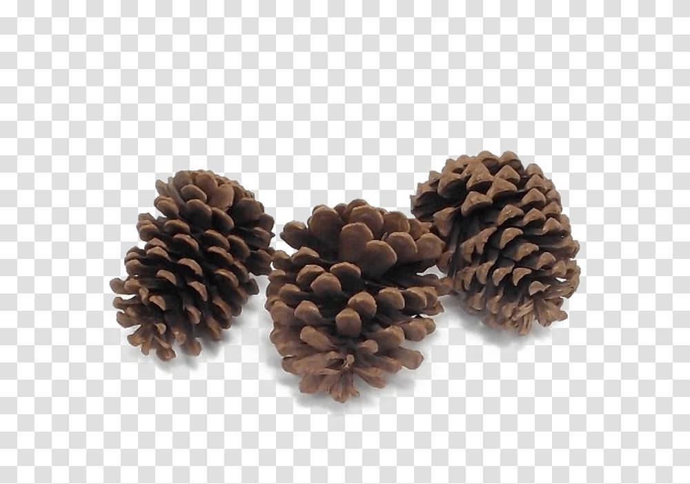 Pine Cone High Quality Image Mexican Pinyon, Tree, Plant, Conifer, Larch Transparent Png