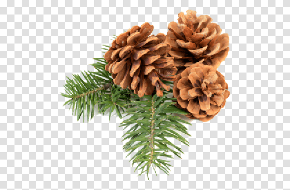 Pine Cone Icon Free Pine Cone, Tree, Plant, Conifer, Larch Transparent Png