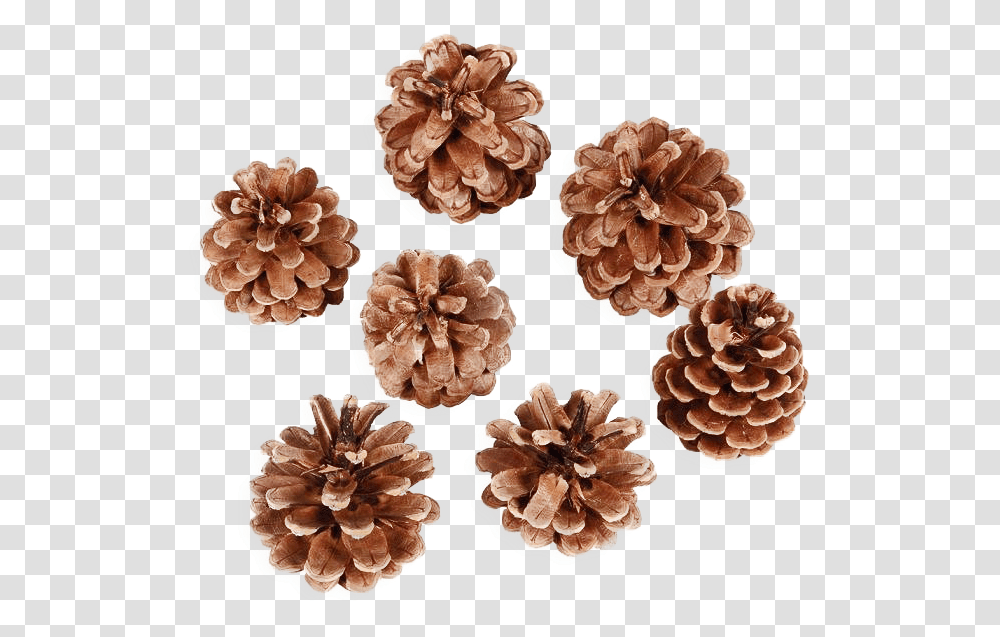 Pine Cone Image Artificial Flower, Plant, Fungus, Mushroom, Wood Transparent Png