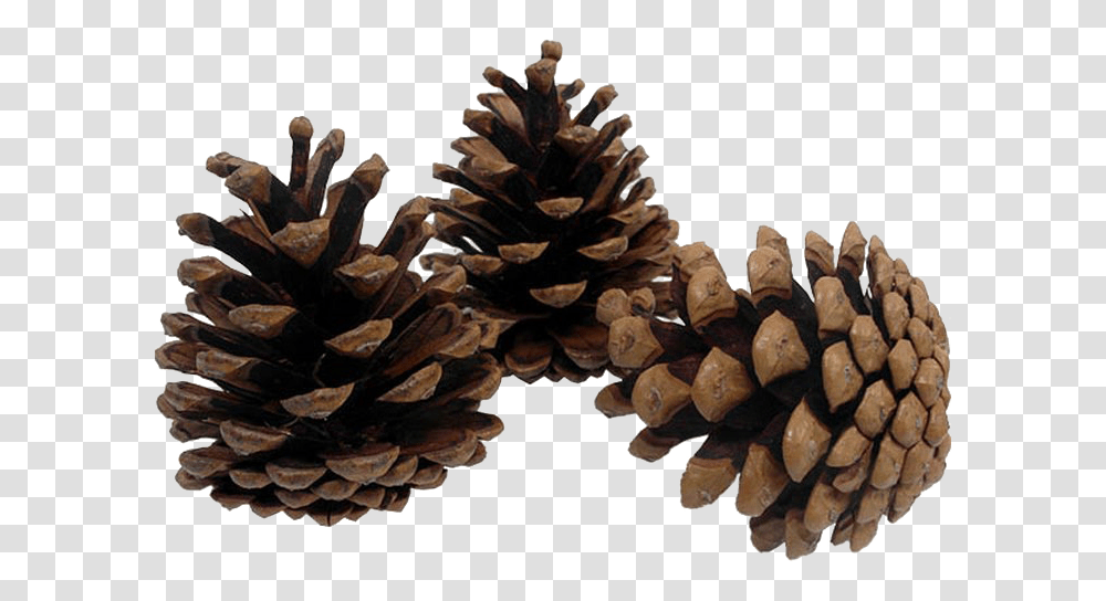 Pine Cone Image Background Pine Cone, Wood, Plant, Tree, Grain Transparent Png