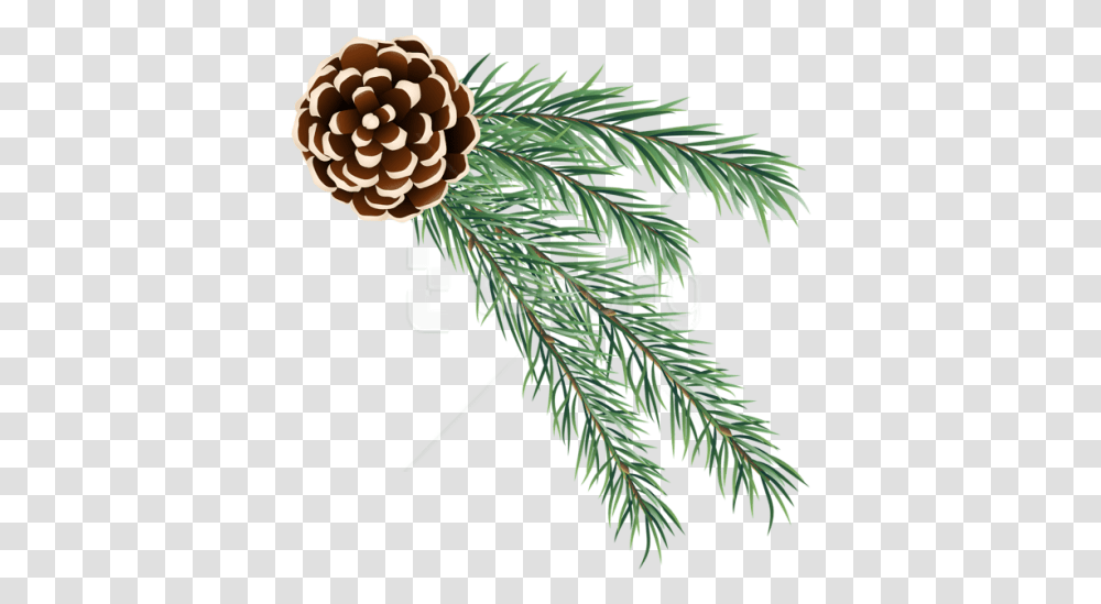 Pine Cone Image Free Download Christmas Pine Cone, Tree, Plant, Conifer, Spruce Transparent Png