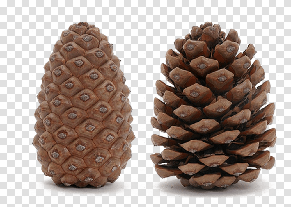 Pine Cone Image Open And Closed Pine Cones, Plant, Tree, Wedding Cake, Dessert Transparent Png