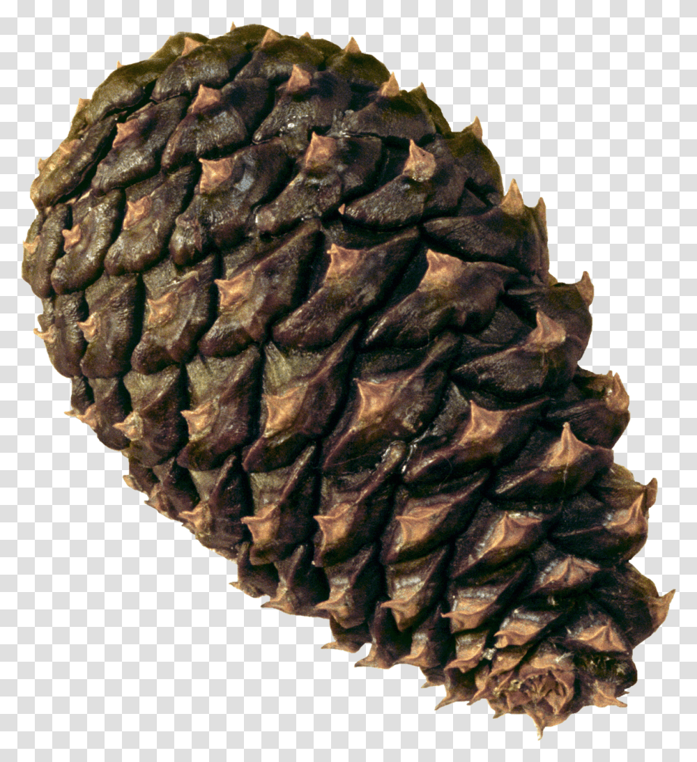 Pine Cone Image Scots Pine Cone No Background, Tree, Plant, Conifer, Larch Transparent Png
