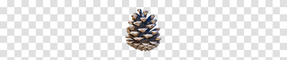 Pine Cone, Nature, Crystal, Mineral, Wood Transparent Png