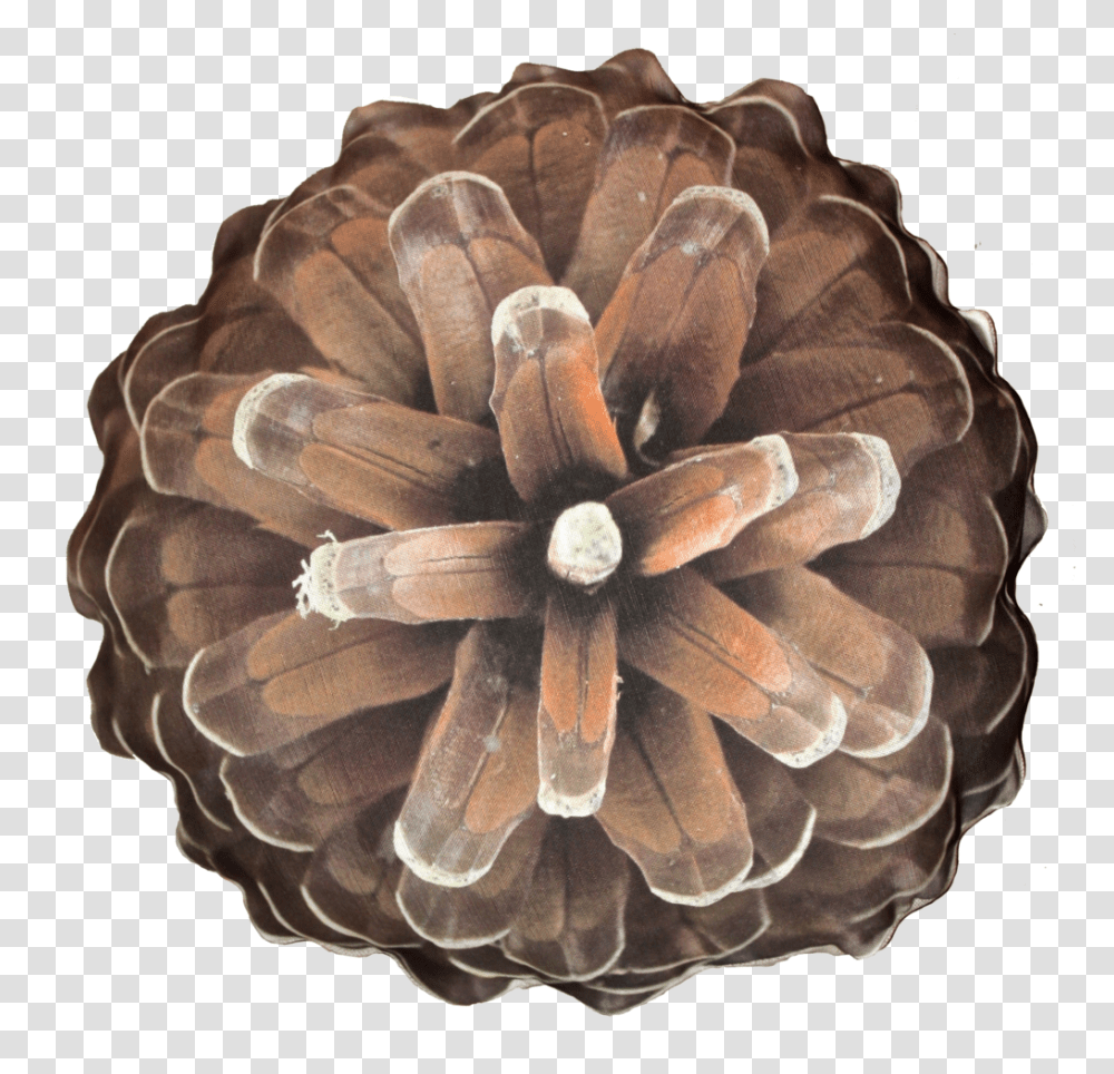 Pine Cone, Nature, Pattern, Ornament, Fractal Transparent Png