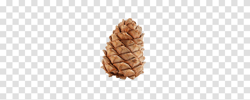 Pine Cone, Nature, Plant, Food, Pineapple Transparent Png