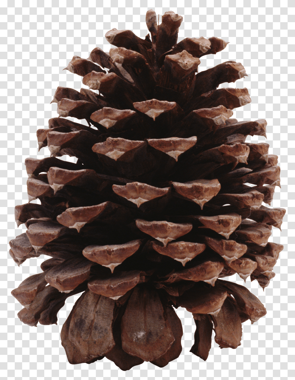Pine Cone, Nature, Plant, Produce, Food Transparent Png