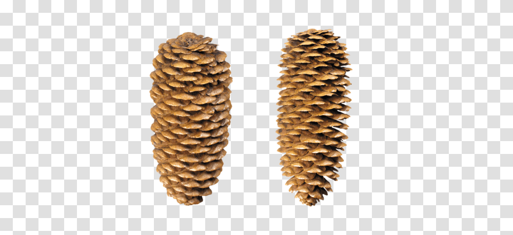 Pine Cone, Nature, Plant, Tree, Pineapple Transparent Png