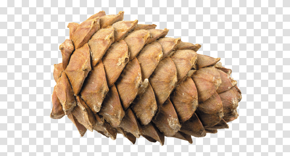 Pine Cone, Nature, Plant, Tree, Produce Transparent Png