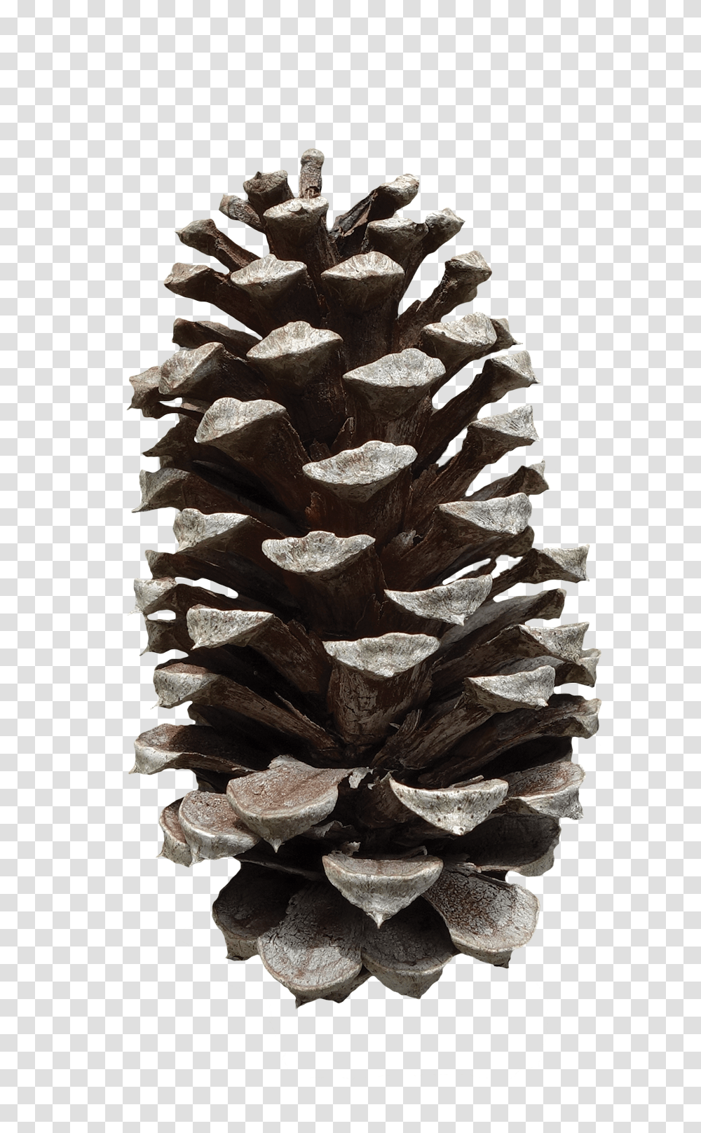 Pine Cone, Nature, Plant, Tree, Rug Transparent Png