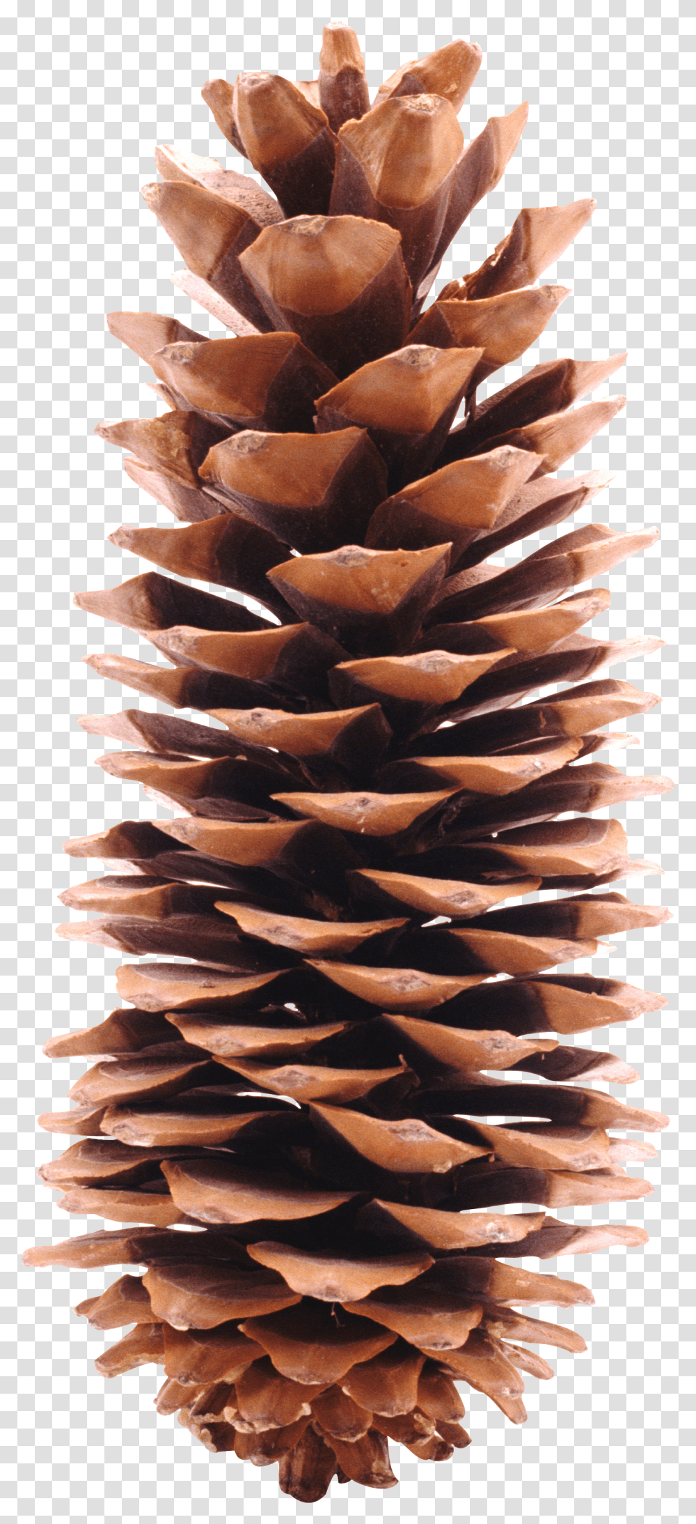 Pine Cone, Nature Transparent Png