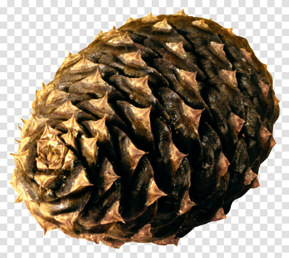 Pine Cone, Nature Transparent Png