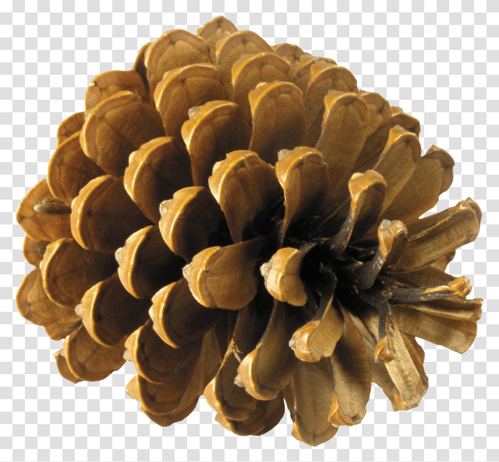 Pine Cone, Nature Transparent Png