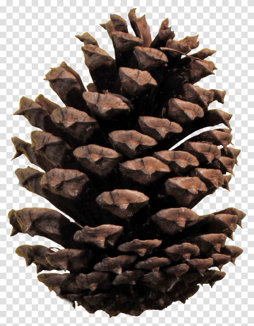 Pine Cone, Nature Transparent Png