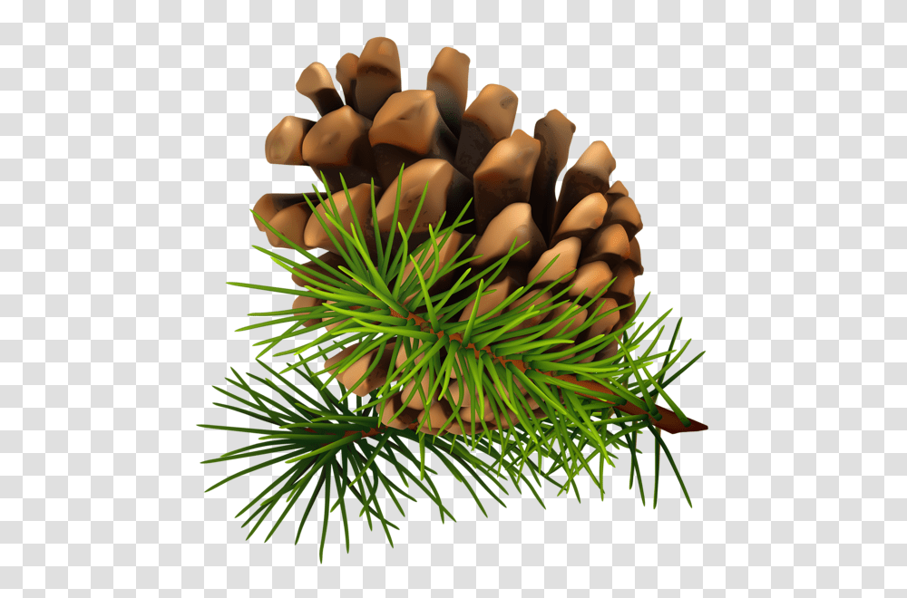 Pine Cone, Nature, Tree, Plant, Conifer Transparent Png