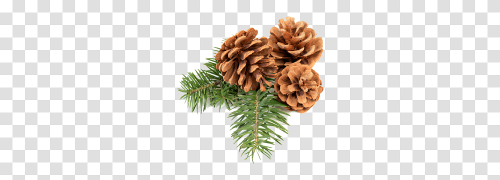 Pine Cone, Nature, Tree, Plant, Conifer Transparent Png