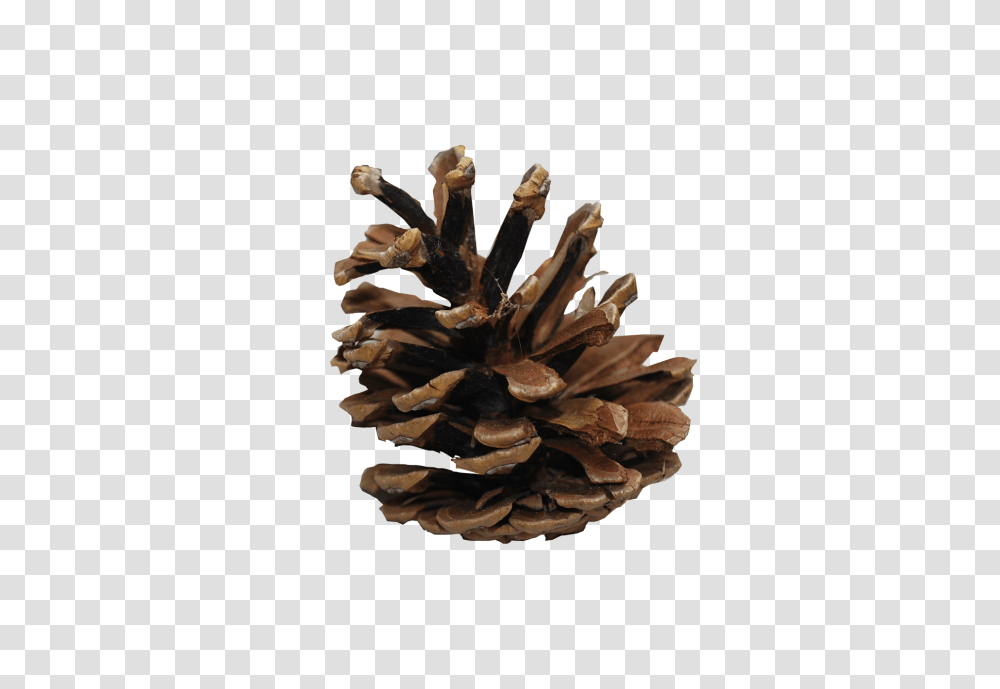 Pine Cone, Nature, Wood, Bronze, Mineral Transparent Png